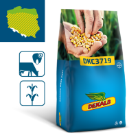 Packshot kukurydza DKC3719