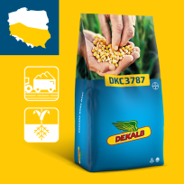 Packshot kukurydza Dekalb DKC3787