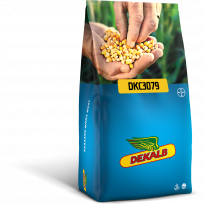 Odmiana kukurydzy Dekalb DKC3079, Bayer