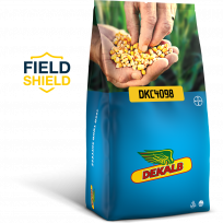 Odmiana kukurydzy Dekalb DKC4098, Bayer