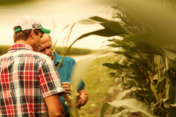 Ekspert pokazuje rolnikowi kolbę kukurydzy, Bayer