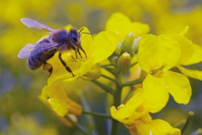 Pszczoła na kwiatku rzepaku