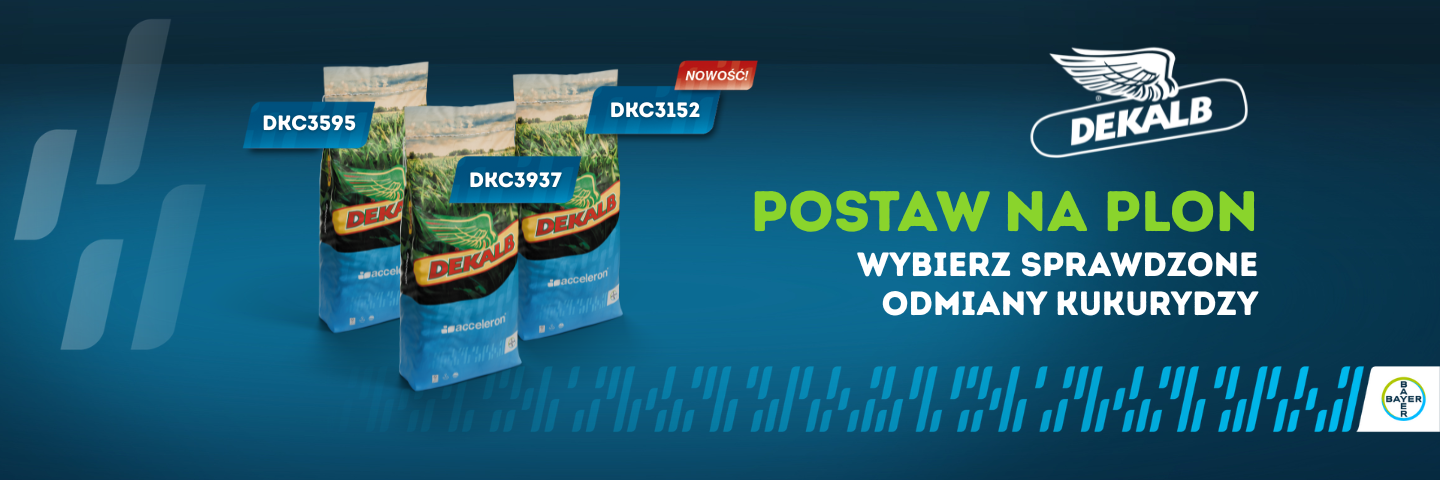 kukurydza 25 /26 oferta